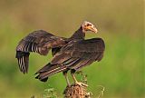 Lesser Yellow-headed Vulture